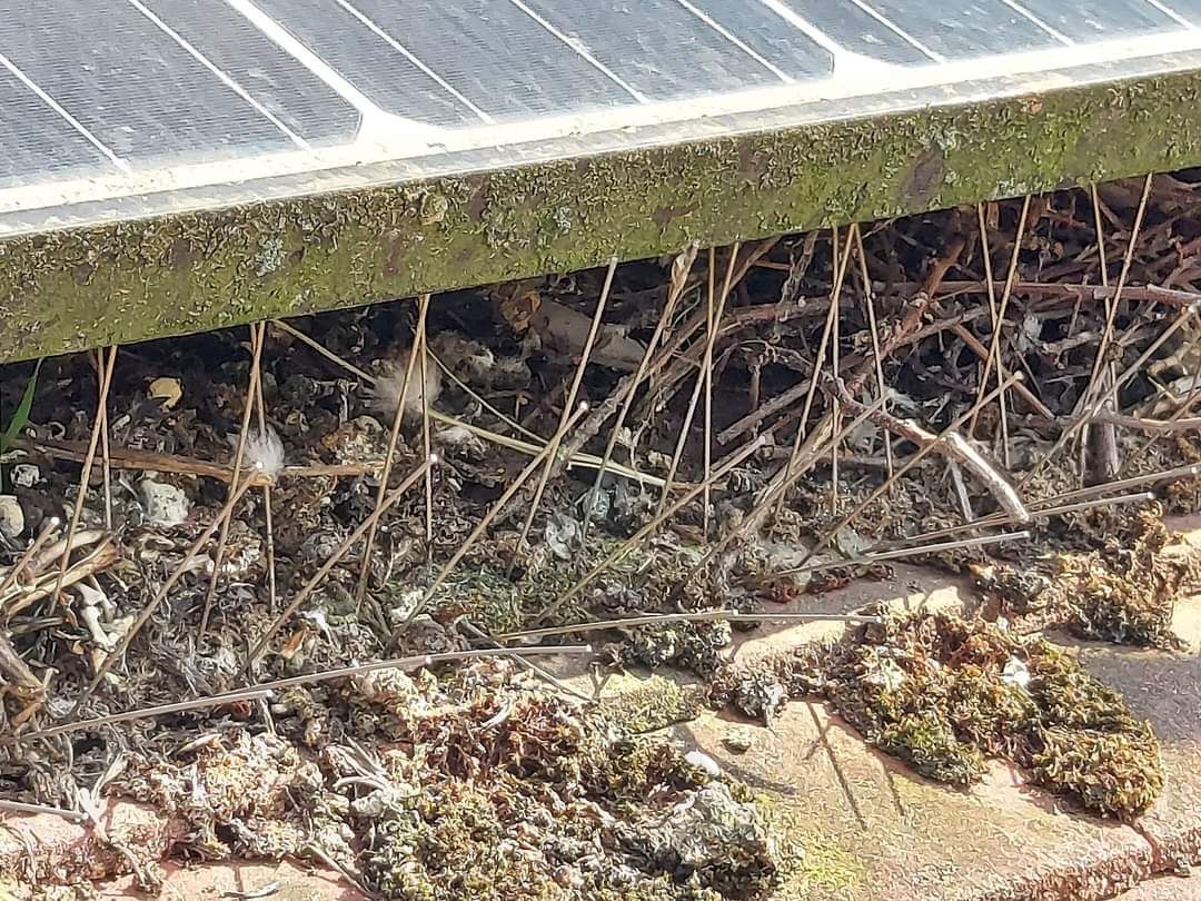 Bird nesting debris beneath rooftop solar panels showing a common maintenance issue